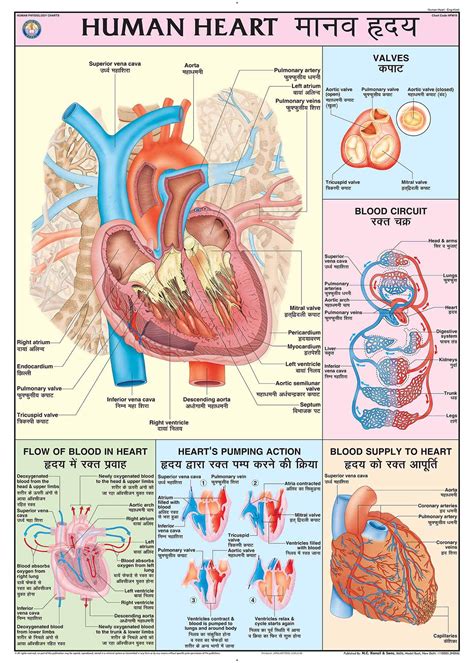 Human Heart Diagram