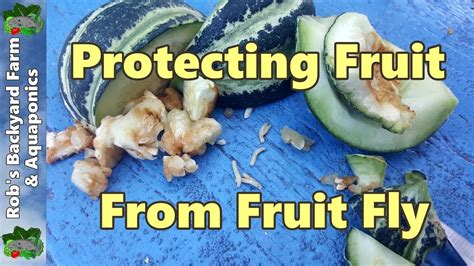 Queensland Fruit Fly Protecting Fruit - Our Organic Method : Happily ...