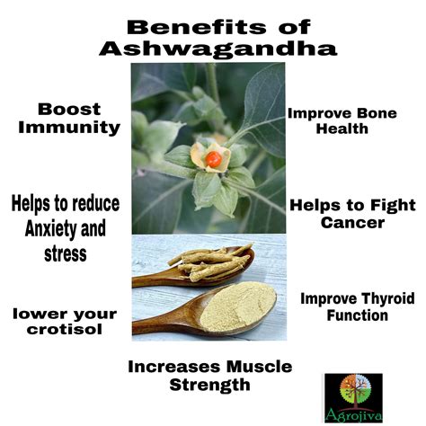 Ashwagandha: Benefits and Side effects - Agrojiva