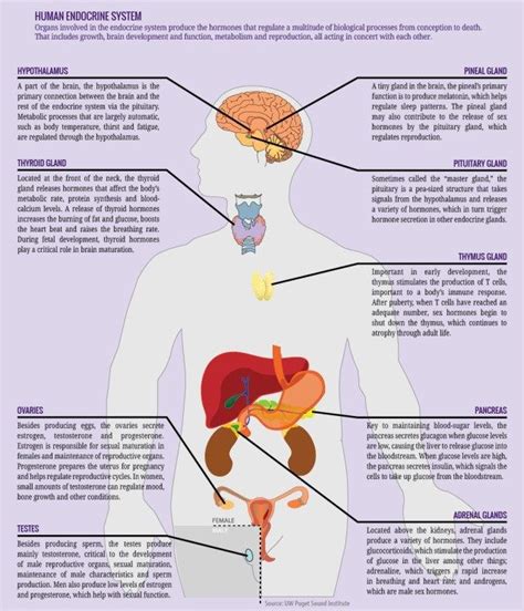 Human Endocrine System Diagram - koibana.info | Endocrine system ...