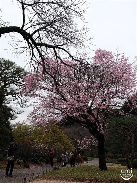 Shinjuku Gyoen National Garden - One Of The Best Places to see Cherry ...