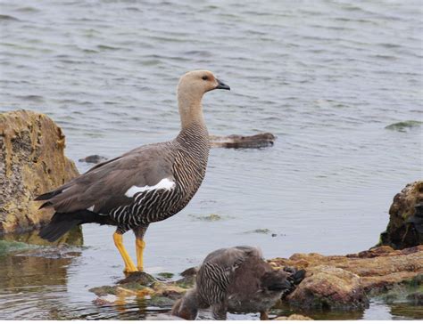 Upland Goose, female photo - Howard Banwell photos at pbase.com