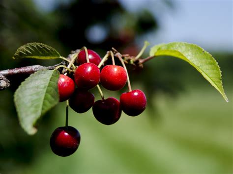 Cherry_Harvest_Time! | Cherry harvest at the Peninsular Ag R… | Flickr