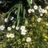 PlantFiles Pictures: Mount Atlas Daisy, Mt. Atlas Daisy, Pellitory, Spanish Chamomile (Anacyclus ...