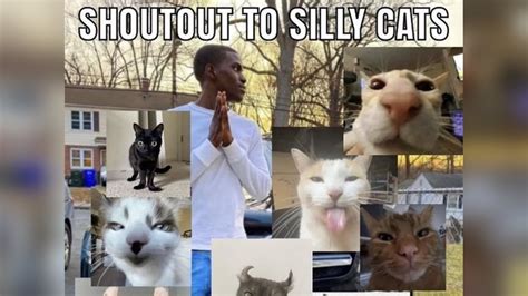 Silly Cats | Know Your Meme