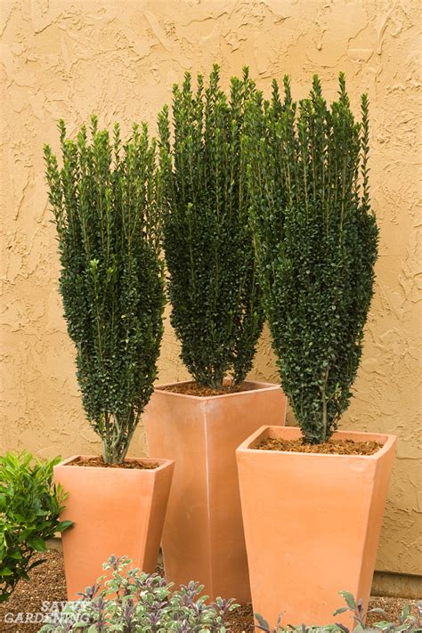 Tall Narrow Trees For Small Gardens - Image to u