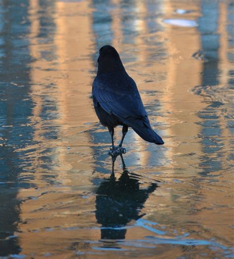 Crow behavior | Corvid Research