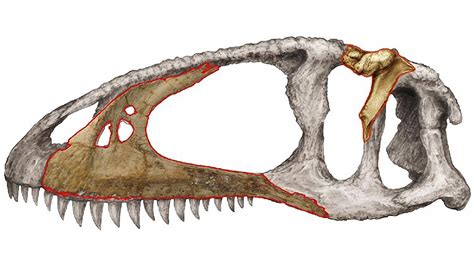 Eocarcharia Pictures & Facts - The Dinosaur Database