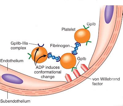 Abciximab - mechanism of action/ indication/ contraindication/ dose