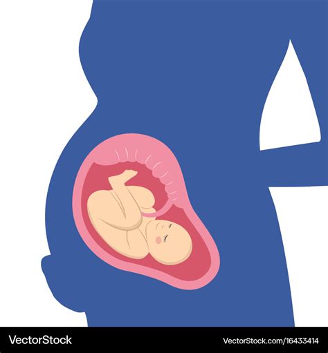 Fetus baby in mother womb Royalty Free Vector Image