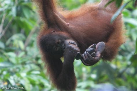 Young orangutan eating bananas -- borneo_5294