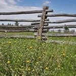 Grindelia nuda ssp. aphanactis | Gumweed | Medicinal Uses | Charles W. Kane | Applied Medical Botany