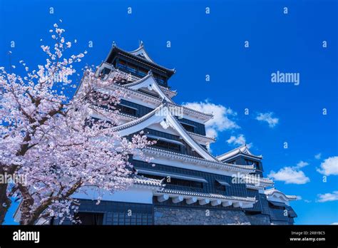 Kumamoto Castle and cherry blossoms Stock Photo - Alamy