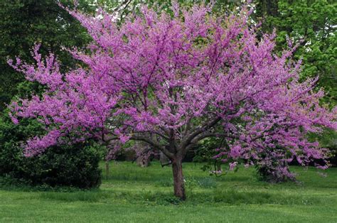 Forest Pansy Redbud vs Eastern Redbud: What’s the Difference? - A-Z Animals