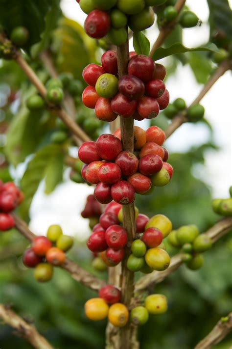 Colombia - Coffee Triangle 049 - coffee beans | Flickr - Photo Sharing!