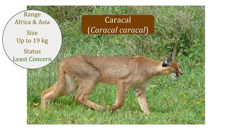 Caracal Lineage ~ 3 cats in the Caracal genus & Serval / Leptailurus genus