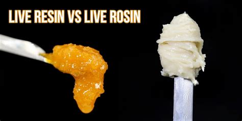 Live resin vs Live rosin | APE Premium Cannabis