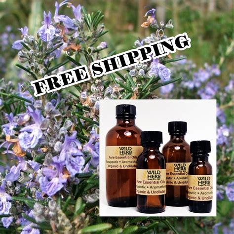 ORGANIC ROSEMARY Essential Oil Fast, Free Shipping Pure Therapeutic ...