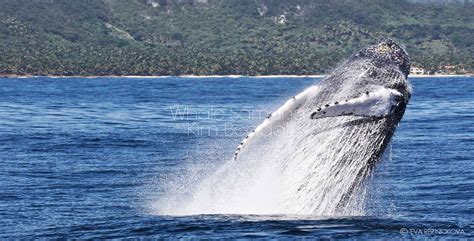 Samana Whale Watching Tours - Photo Gallery Humpback Whales Samana Bay Dominican Republic