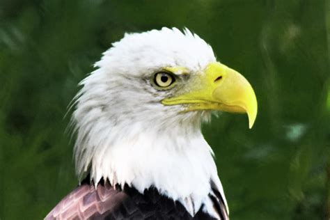 Bald Eagle at Chattahoochee Nature Center Photograph by Mary Ann Artz ...