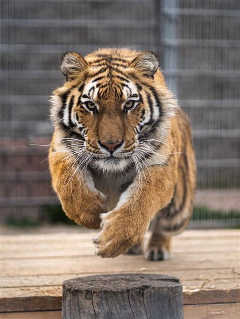 Siberian Tiger is Jumping and Ready To Attack. Siberian Tiger in the ...