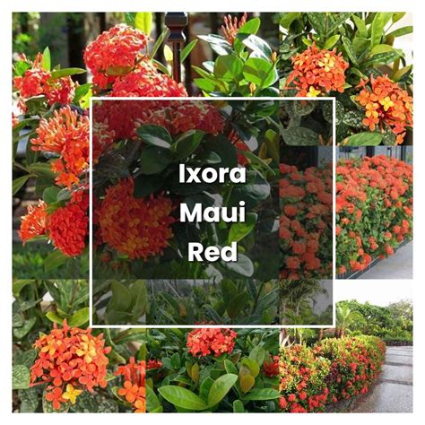 How to Grow Ixora Maui Red - Plant Care & Tips | NorwichGardener