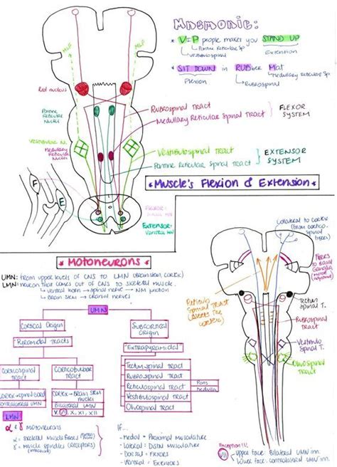 USMLE Notes - Dr Najeeb Notes