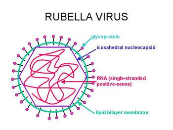 Rubivirus - microbewiki