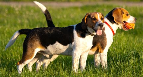 Beagle Colors Types to be the Best Pet Ever - Dog Dwell