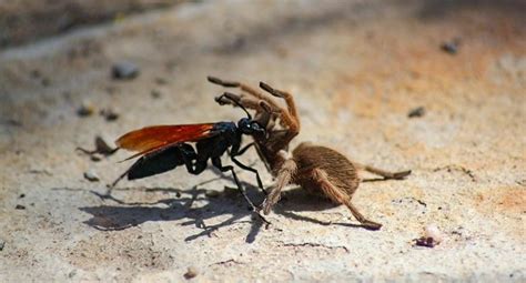 🔥 Tarantula Hawk Wasps are absolutely fearless. They intimidate tarantulas to raise their body ...