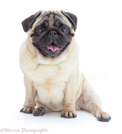 Dog: Pug sitting photo WP09448