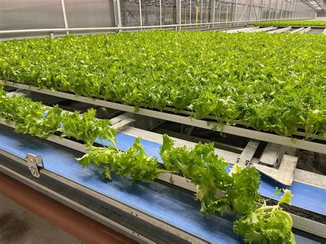 Michigan's largest lettuce farm expands, showcases fully automated ...