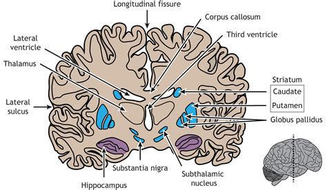 Internal Brain Anatomy – Foundations of Neuroscience