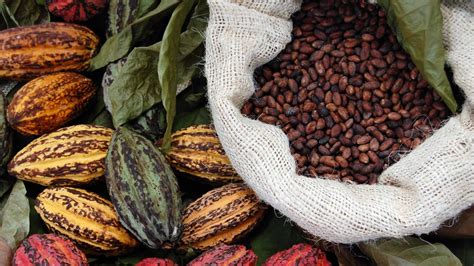 Ghana: 200,000 tonnes of cocoa sold with new premium to support farmers ...