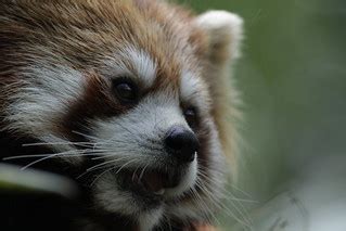 Close-up capture of red panda | I took many pics of red pand… | Flickr