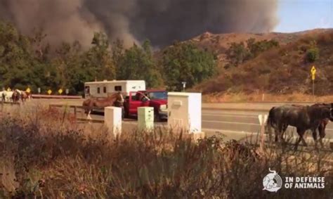 Horses Fleeing California Wildfires Helped By In Defense Of Animals ...