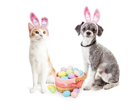 Easter cat Stock Photos, Royalty Free Easter cat Images | Depositphotos