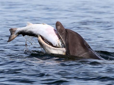 Killer Dolphins: Cases and possible explanations of this behavior