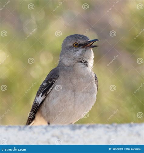 Northern Mockingbird Singing for a Mate Stock Photo - Image of northern ...