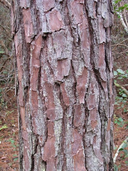 longleaf pine tree identification - Halley Mclaurin