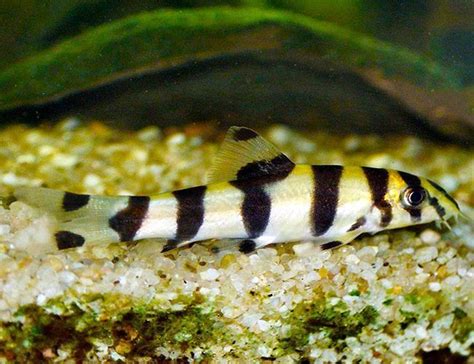 Gold Zebra Loach | Arizona Aquatic Gardens