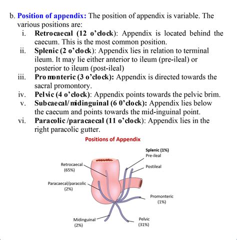 Vermiform Appendix - Anatomy QA