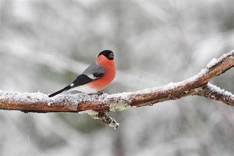 Eurasian bullfinch in winter Photograph by Jouko Lehto - Pixels