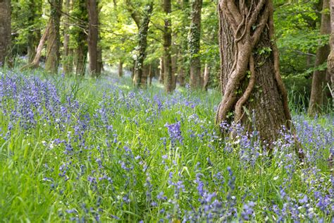 Actual Colour: Bluebell Woods Devon