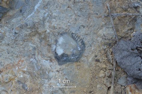 Brachiopod? - Fossil ID - The Fossil Forum