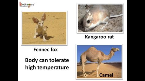 Desert Biome Animals Adaptations