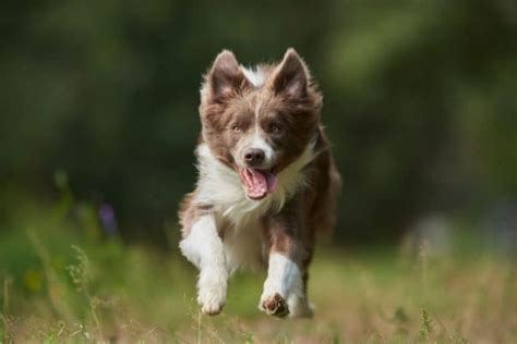 Top Border Collie Names – [785+ Ideas For Your Pup]