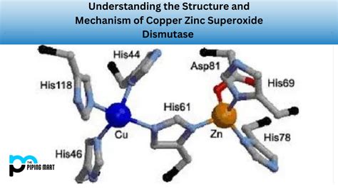 Structure De La Superoxyde Dismutase