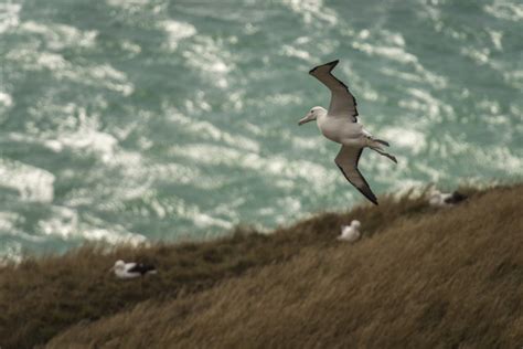 Most Unique New Zealand Wildlife | About New Zealand