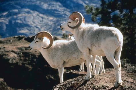 Dall Sheep Facts, Size, Color, Diet, Habitat, and Pictures